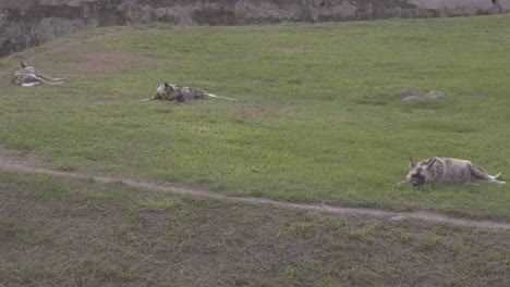 Pack-of-Hyenas-Relax-on-Green-Grass-Open-Area-Inside-Animal-Conservation-Enclosure