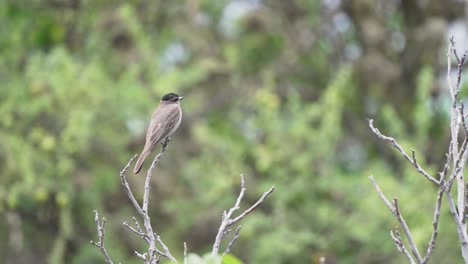 Crowned-slaty-flycatcher-takes-off-from-thin-branch,-flaps-wings-quickly-to-gain-speed