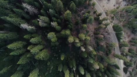 Aerial-Flyover-with-Bird's-Eye-View-of-Treetops-Next-to-Road-in-Sequoia-at-Sunset