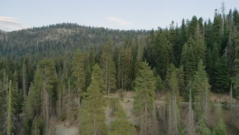 Aerial-Flyover-of-Trees-and-Road-in-Sequoia-at-Dusk