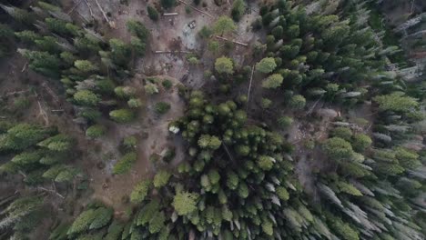 Aerial-Flyover-with-Bird's-Eye-View-of-Treetops-in-Sequoia-at-Sunset