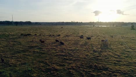 Vacas-Pastando-En-El-Campo-Al-Amanecer
