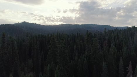 Aerial-Shot-Flying-Over-and-Through-Trees-in-Sequoia-at-Sunset