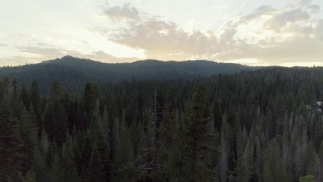 Aerial-Shot-Flying-Over-and-Passing-Close-to-Trees-in-Sequoia-at-Sunset