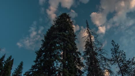 Zeitraffer-Von-Bäumen-Und-Wolken-Im-Sequoia-National-Forest-Bei-Sonnenuntergang
