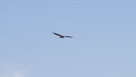 Brilliant-tracking-view-of-Adean-condor-bird-of-prey-soaring-wings-spread-wide