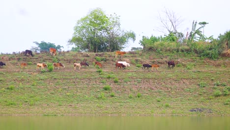 A-herd-of-cows-leisurely-grazing-on-the-lush-green-riverbank-of-the-rural-Bangladesh-countryside,-with-the-tranquil-waters-flowing-in-the-river