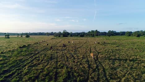 Vacas-Pastando-En-El-Campo-Al-Amanecer-Adelante-Dolly