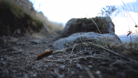A-caterpillar-crawling-through-the-dirt-on-a-mountain-top