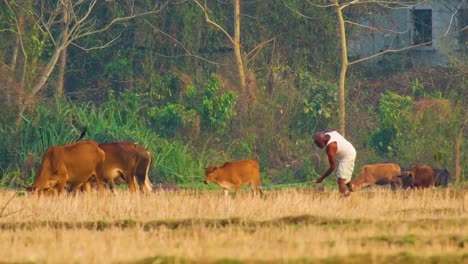 Un-Granjero-Pastoreando-Vacas-En-El-Campo-Rural-De-Bangladesh