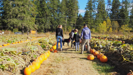 A-family-of-five-people-walking-through-a-field-checking-the-pumpkins-with-their-dog-in-British-Columbia,-Canada