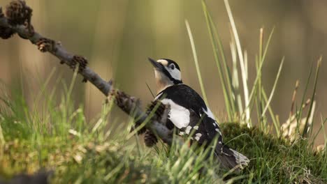 Great-Spotted-Woodpecker-Hiding-on-a-Twig-in-the-Long-Grass,-Cinematic-Slow-MotionClose-Up,-Shallow-Depth-of-Field