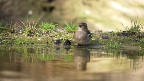 Common-Chaffinch-drinking-water,-reflection-in-water-surface
