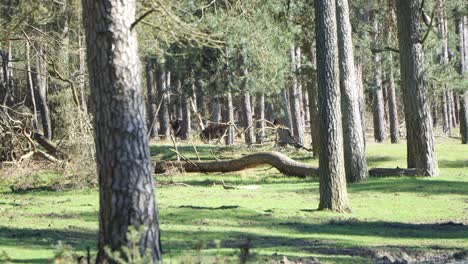Distant-View-Of-Animal-Wildlife-Scene-In-The-Woods-Of-De-Hoge-Veluwe-National-Park,-Netherlands