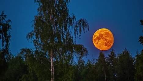 Der-Orangefarbene-Mond-Bewegt-Sich-Durch-Den-Nachthimmel-Hinter-Der-Baumsilhouette,-Zeitraffer