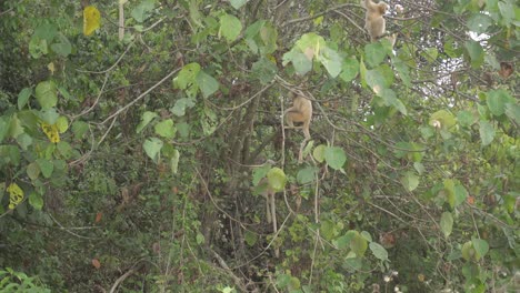 Las-Ramas-De-Los-árboles-Están-Sentadas-En-El-Langur-Dorado