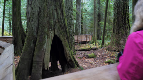 Two-women-are-looking-at-an-old-tree-shallow-stem-in-the-center-of-a-forest