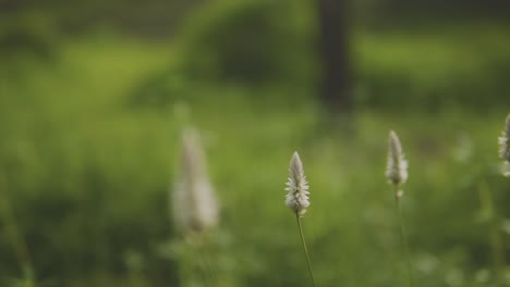 Close-up-focus-pull-clip-of-row-of-white-flowers-on-delicate-stalks-with-green-woodland-background