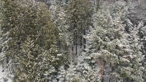 Drohnenflug,-Der-über-Einem-Winterlichen-Wald-Beginnt-Und-Durch-Die-Schneebedeckten-Bäume-Absteigt