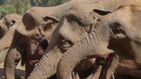 Entzückende-Elefanten-Werden-Von-Freiwilligen-Im-Schutzgebiet-Gefüttert,-Zeitlupe