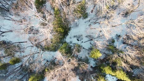 Aerial-top-down-descending-view-through-trees-in-winter-snow,-daylight