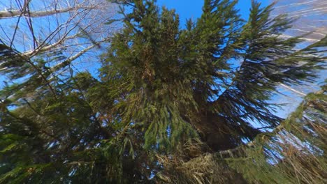 Camera-Movement-Away-From-Conifer-Tree-On-Sunny-Day