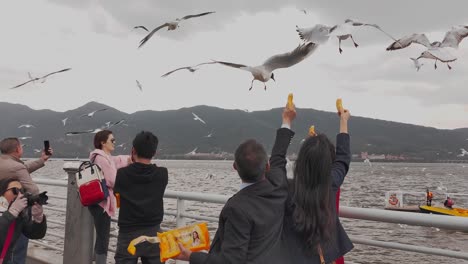 Aufgeregt-Chinesische-Touristen-Füttern-An-Einem-Windigen-Tag-In-China-Eine-Herde-Möwen-An-Einem-Pier