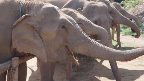 Group-of-Volunteers-feeding-group-of-Elephants-in-a-Sanctuary-in-Chiang-Mai