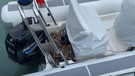 Statische-Ansicht-Eines-Blässhuhn-Wasservogels,-Der-Sich-In-Einem-Auf-Einem-Boot-Gebauten-Nest-Um-Seine-Jungen-Kümmert