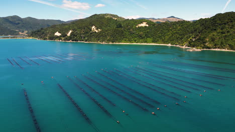 Clam-farming-aerial-circle-pan-establishing-view-above-water-in-New-Zealand