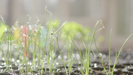 Watering-of-seedlings-in-trays,-backlit-slow-motion-shot-in-conservatory