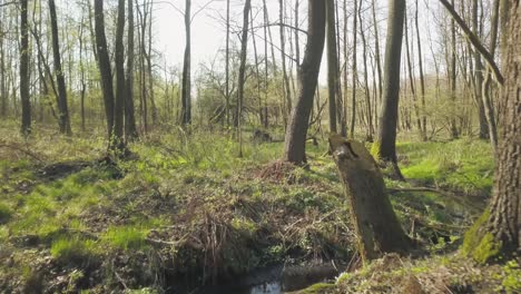 walking-inside-a-natural-forest-with-tree-and-green-grass-relaxing-footage