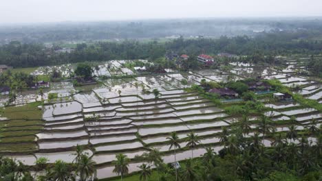 Breathtaking-Aerial-of-Rice-Paddy-Terraces-on-Bali-Farm