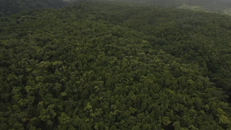 Vista-De-Drones-Del-Exuberante-Bosque-Tropical-Verde-En-Guadalupe