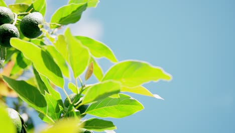 Ein-Haufen-Bio-Avocados,-Die-Im-Sonnenlicht-An-Einem-Grünen-Tropischen-Baum-Hängen
