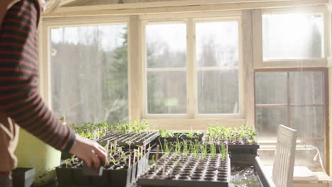 Seedlings-planted-in-bigger-trays-by-female-horticulturist-in-glasshouse