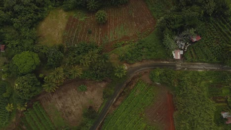 A-top-down-descending-drone-shot-over-lush-trees,-fields,-and-houses-in-Guadeloupe