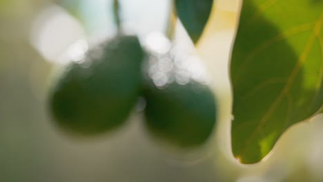 Revealing-focus-on-two-fresh-avocados-hanging-from-branch,New-Zealand