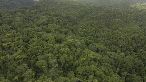 drone-view-of-the-lush-green-tropical-forest-in-Guadeloupe