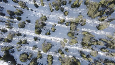 Top-View-Of-Forest-Treetops-In-Snow-Covered-Forest-Ground-During-Winter