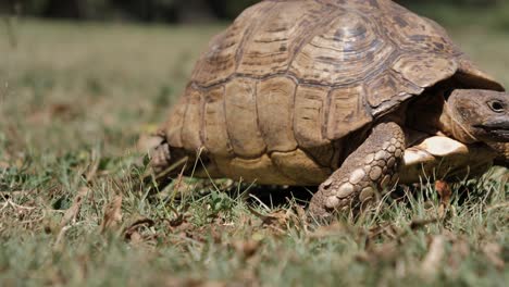 Close-up-view-of-Leopard-Tortoise-on-grass-walking-out-of-full-frame