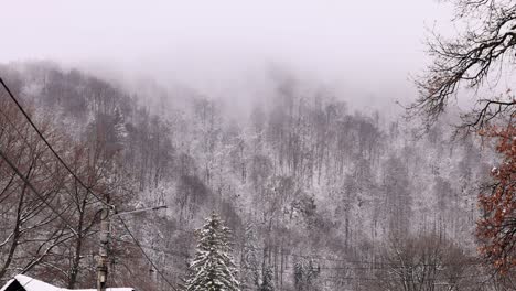 Winter-Forest-On-A-Misty-Morning-Near-Bran-Village-In-Brasov-County,-Transylvania,-Romania