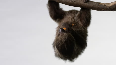 Sloth-eating-piece-of-sweet-potato-hanging-upside-down-in-front-of-white-background---wide-shot