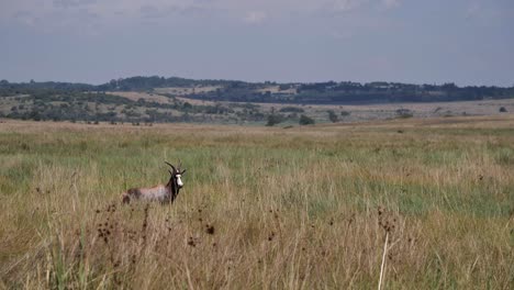 Eine-Blessbock-Antilope-Steht-Im-Hohen-Afrikanischen-Grasland-Und-Blickt-In-Die-Kamera