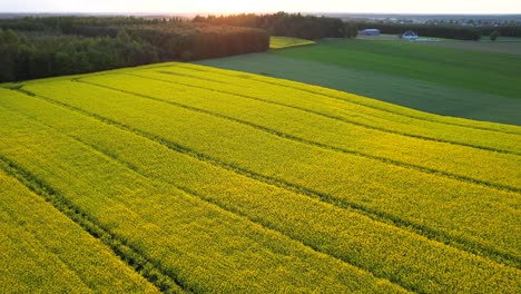 Yellow-ripening-rapeseed-fields-at-an-epic-sunset
