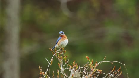 Wunderschöner-Männlicher-Bluebird-Vogel,-Der-Auf-Einer-Weinpflanze-Sitzt-Und-Sich-In-4K-Kino-Nahaufnahme-Umschaut