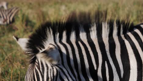 Close-up-face-as-Zebra-slowly-walks-out-of-frame-on-Africa-grassland