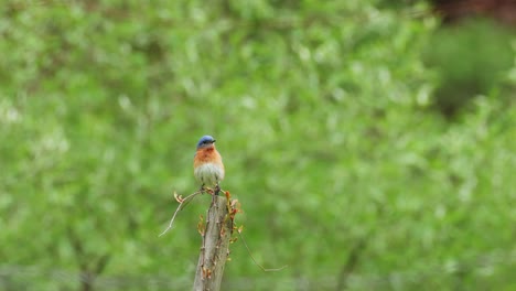 Gorgeous-Male-Bluebird-Bird-Sitting-on-Top-of-Fence-Post-4K-Cinematic-Closeup