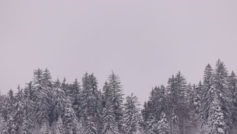 Schneebedeckter-Wald-Vor-Düsterem-Himmel.-Statische-Aufnahme