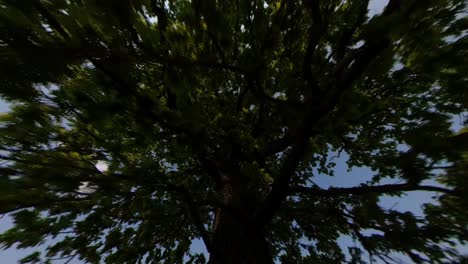 Hyperlapse-Wide-Angle-FOV-Shot-of-Moving-Towards-A-Tree-In-A-Green-Field-On-A-Sunny-Summer-Day